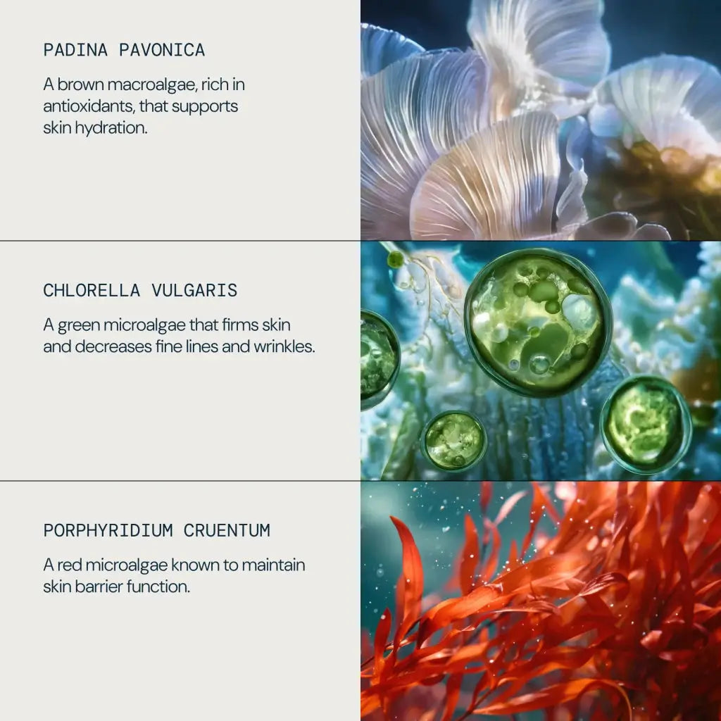 ELEMIS Pro Collagen Marine Cream 50ml | ELEMIS | AbsoluteSkin