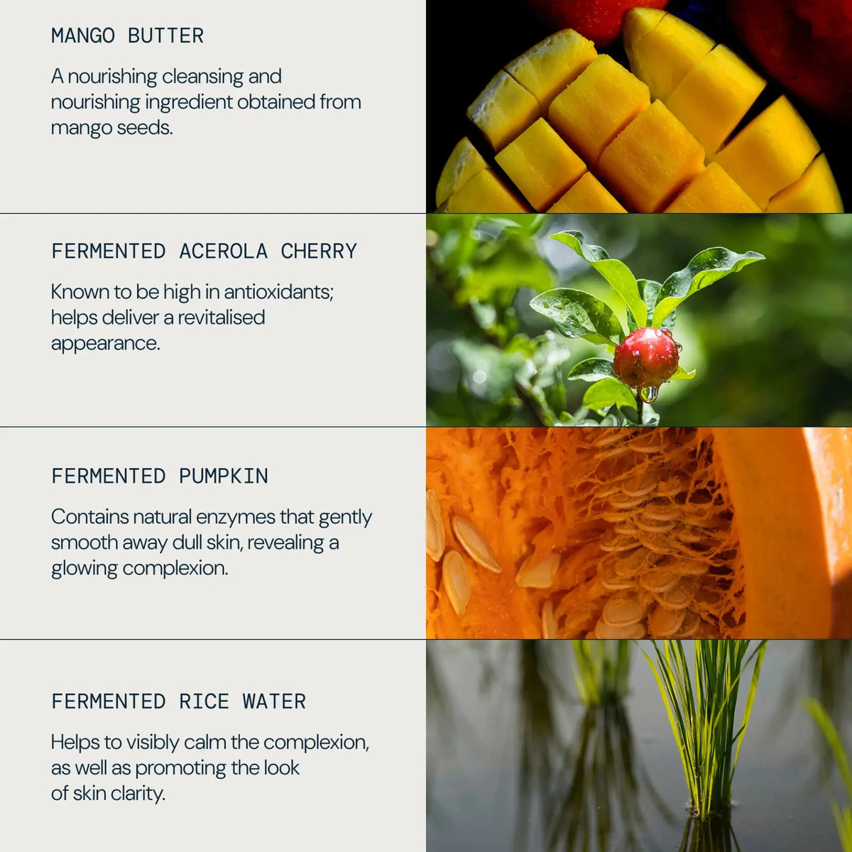 A four-panel ingredient benefits graphic for a skincare product. The left panel lists text for Mango Butter, Fermented Acerola Cherry, Fermented Pumpkin, and Fermented Rice Water.