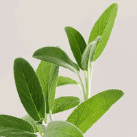 Load image into Gallery viewer, PAYOT Biome Friendly Conditioner 150ml | Payot | AbsoluteSkin
