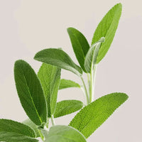 Load image into Gallery viewer, PAYOT Solid Biome Friendly Shampoo 80g I AbsoluteSkin Online
